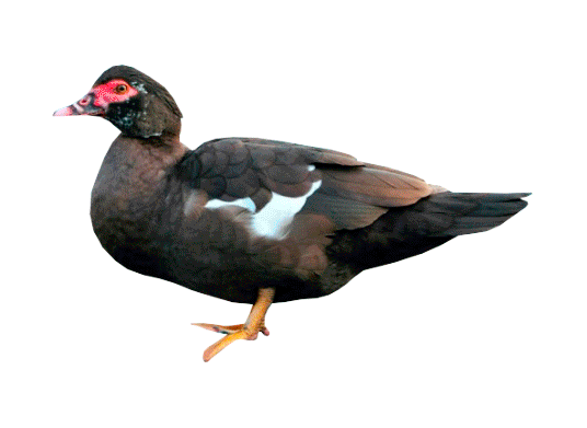 duck